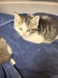 Shelter Stray Male Cat last seen Memphis, TN 38109, Bartlett, TN 38134