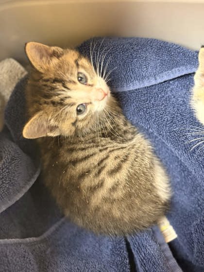 Shelter Stray Male Cat last seen Memphis, TN 38109, Bartlett, TN 38134