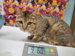 Shelter Stray Female Cat last seen Lake Breeze Lane, 43537, OH, 827 Illinois Ave, Maumee, OH 43537, USA