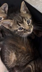 Shelter Stray Female Cat last seen Near Pioneer pkwy, 75149, TX, Mesquite, TX 75149