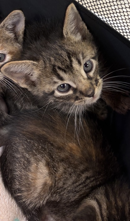Shelter Stray Female Cat last seen Near Pioneer pkwy, 75149, TX, Mesquite, TX 75149
