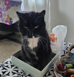 Reunited Male Cat last seen Harrison Ave San Diego ca 92113, San Diego, CA 92113