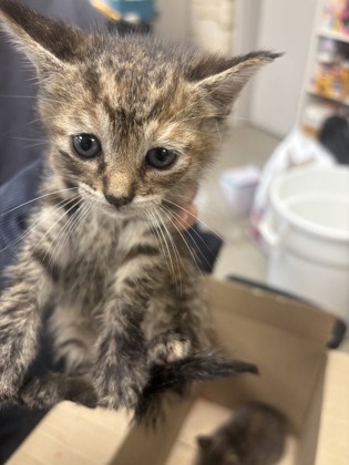 Shelter Stray Female Cat last seen Near Pioneer pkwy, 75149, TX, Mesquite, TX 75149