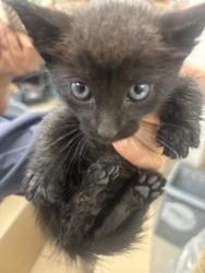Shelter Stray Male Cat last seen Near Pioneer pkwy, 75149, TX, Mesquite, TX 75149