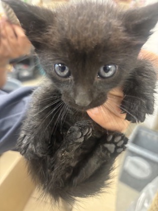 Shelter Stray Male Cat last seen Near Pioneer pkwy, 75149, TX, Mesquite, TX 75149