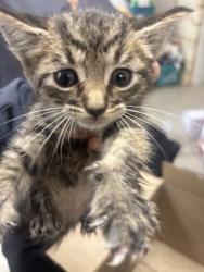 Shelter Stray Female Cat last seen Near Pioneer pkwy, 75149, TX, Mesquite, TX 75149