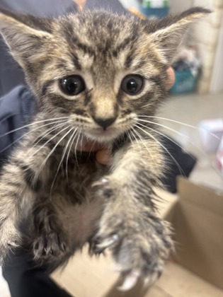 Shelter Stray Female Cat last seen Near Pioneer pkwy, 75149, TX, Mesquite, TX 75149
