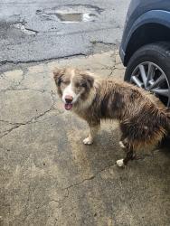 Found/Stray Male Dog last seen Sw grand & i35, Oklahoma City, OK 73119