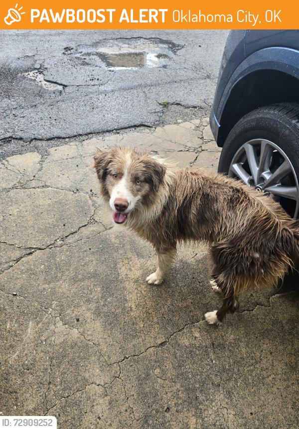 Found/Stray Male Dog last seen Sw grand & i35, Oklahoma City, OK 73119