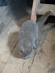 Found/Stray Male Cat last seen Bustleton Pike and Bristol Road, Churchville, PA 18966