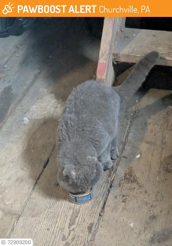 Found/Stray Male Cat last seen Bustleton Pike and Bristol Road, Churchville, PA 18966