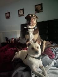 Reunited Female Dog last seen Near Walter Raleigh, San Antonio, TX 78239, USA, San Antonio, TX 78239