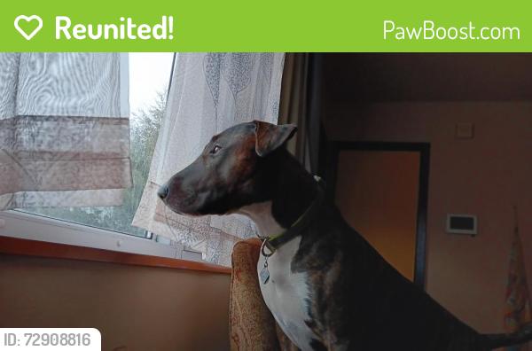 Reunited Male Dog last seen 34th & Temple Ave.  Washington Park , Indianapolis, IN 46224