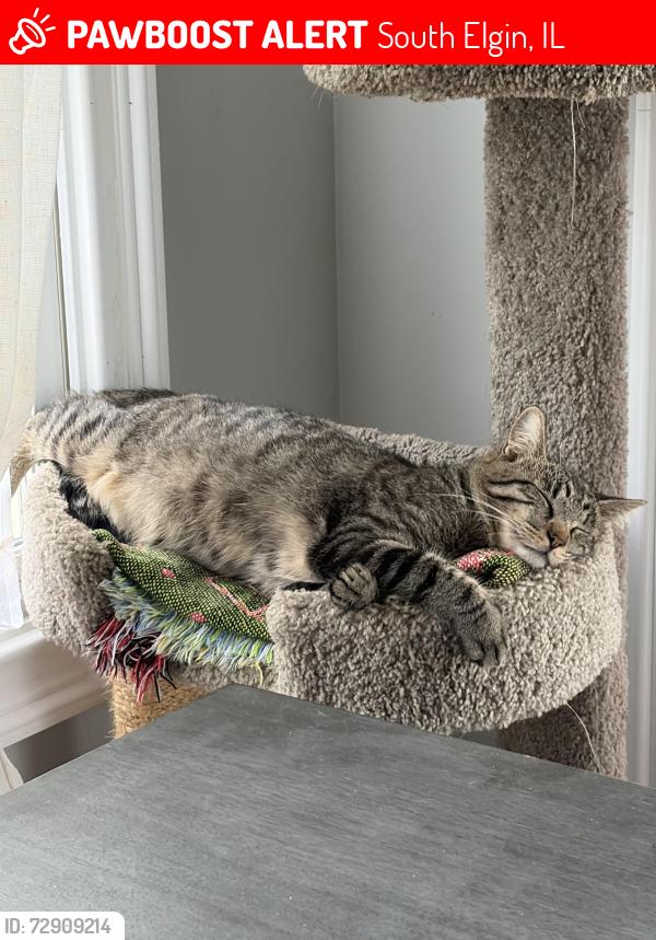 Lost Male Cat last seen Collins and Medford, South Elgin, IL 60177