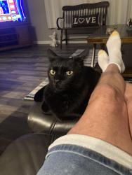 Reunited Male Cat last seen Old Venice Road and Tropic Dr, Osprey, FL 34229