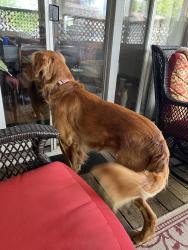 Reunited Unknown Dog last seen Commercial and Bennett St Appleton , Appleton, WI 54914