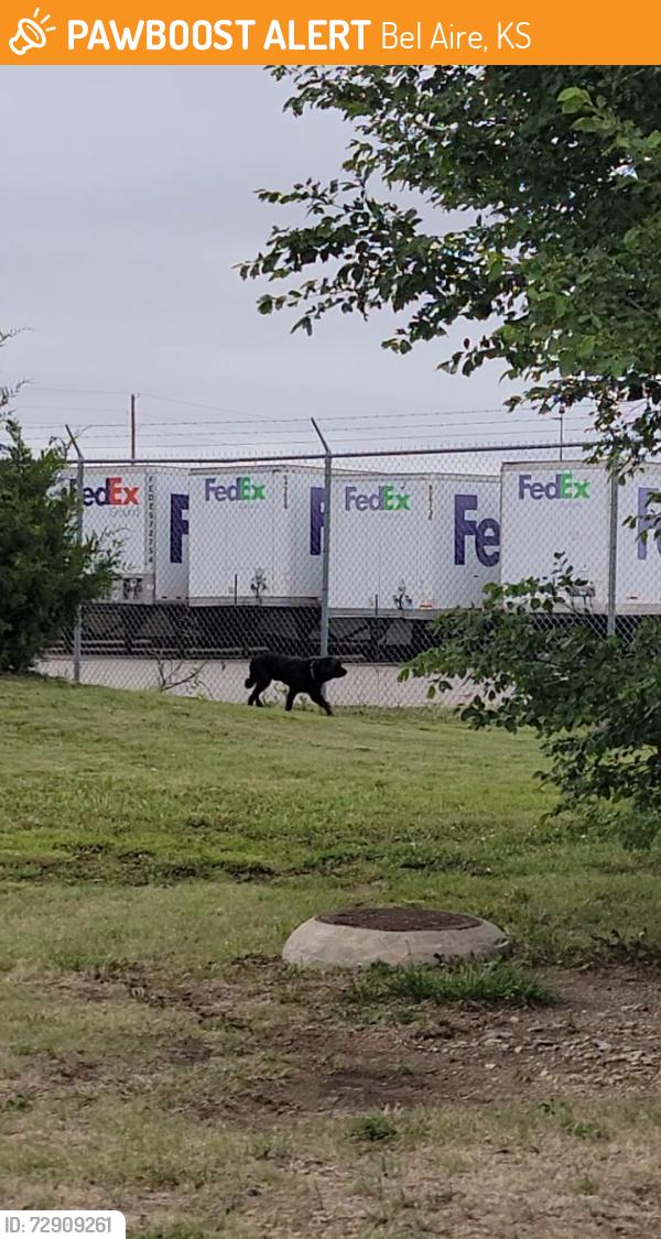Found/Stray Unknown Dog last seen On industry drive off 53rd between webb and Greenwich , Bel Aire, KS 67226