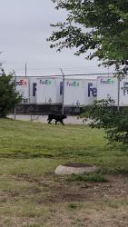 Found/Stray Unknown Dog last seen On industry drive off 53rd between webb and Greenwich , Bel Aire, KS 67226