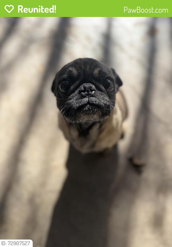 Reunited Female Dog last seen Boulder Highway and St. Louis , Las Vegas, NV 89104