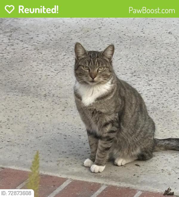 Reunited Female Cat last seen Burbank blvd, Burbank, CA 91506