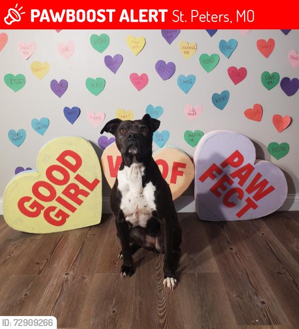 Lost Female Dog last seen Belleau creek road, St. Peters, MO 63366