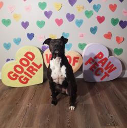 Lost Female Dog last seen Belleau creek road, St. Peters, MO 63366