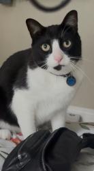 Reunited Male Cat last seen Marina de Ray , Bonita Springs, FL 34135