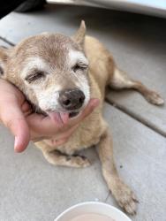 Reunited Male Dog last seen Spring Meadow Ct, Bakersfield, CA 93308, USA, Bakersfield, CA 93308