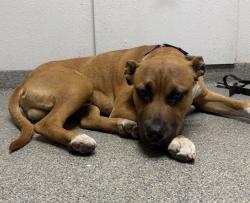 Shelter Stray Male Dog last seen Near W Lincoln Avenue, Escondido, CA, 92026, Escondido, CA 92027