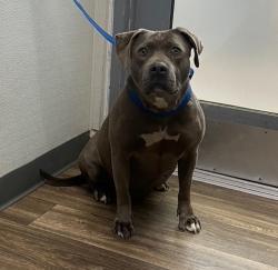 Shelter Stray Female Dog last seen Near Georgia Street, Imperial Beach, CA, 91932, San Diego, CA 92110