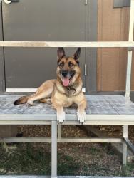 Lost Female Dog last seen Shannon Creek apmts, Burleson, TX 76028
