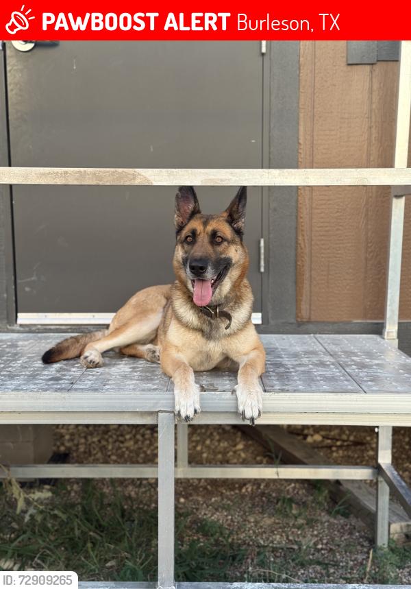 Lost Female Dog last seen Shannon Creek apmts, Burleson, TX 76028