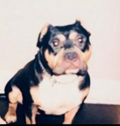 Lost Male Dog last seen 62nd Street and Zionsville Road , Indianapolis, IN 46254