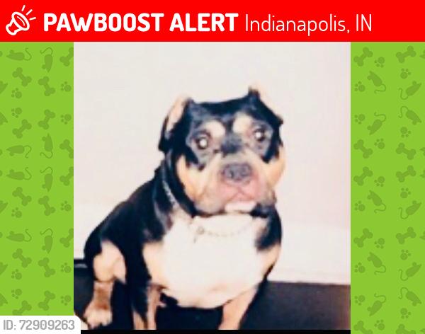 Lost Male Dog last seen 62nd Street and Zionsville Road , Indianapolis, IN 46254
