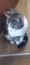 Reunited Male Cat last seen Wigan road, Nottingham, England NG8 3HX