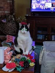 Reunited Female Cat last seen Overlook Drive Advance NC, Davie County, NC 27006