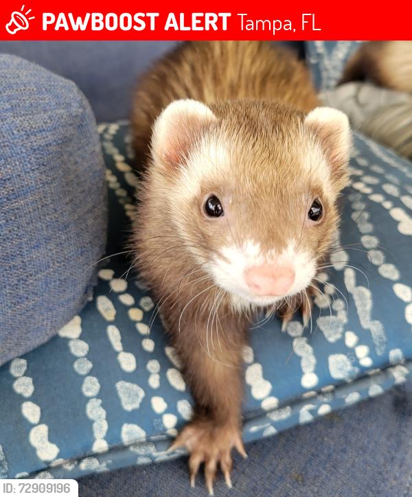 Lost Male Ferret last seen Breaking Rocks Drive Tampa, fl, Tampa, FL 33647