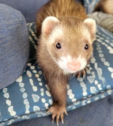 Lost Male Ferret last seen Breaking Rocks Drive Tampa, fl, Tampa, FL 33647