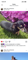 Lost Male Dog last seen Robinhood , Stockton, CA 95207