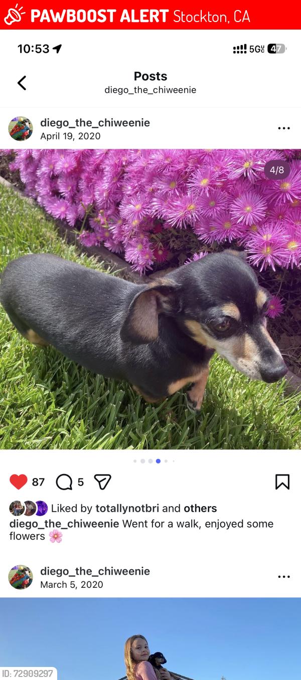 Lost Male Dog last seen Robinhood , Stockton, CA 95207