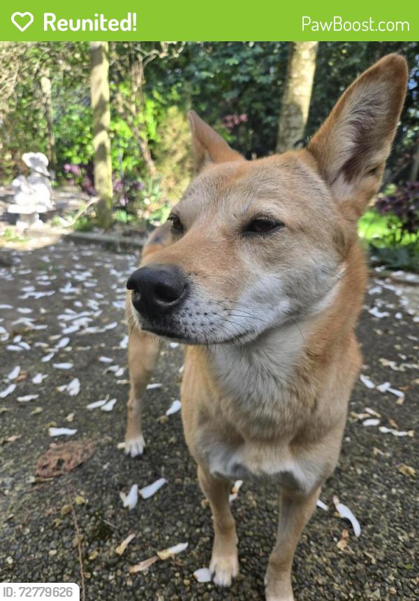 Reunited Male Dog last seen Near Avenue and 144 street , Surrey, BC V3S 8J2