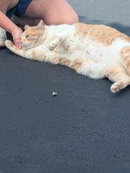 Found/Stray Female Cat last seen Donna lane Cincinnati Ohio  holmes elementary , Deer Park, OH 45236