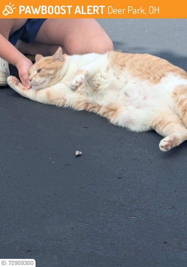 Found/Stray Female Cat last seen Donna lane Cincinnati Ohio  holmes elementary , Deer Park, OH 45236