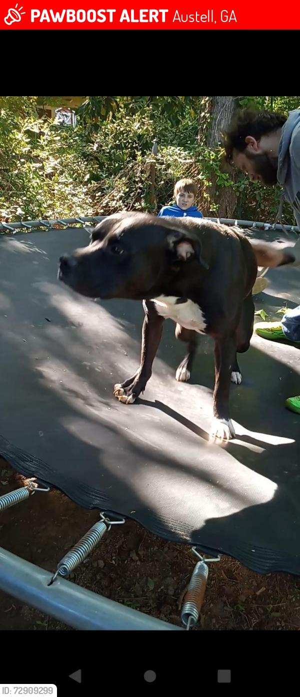 Lost Male Dog last seen Austell, Austell, GA 30106
