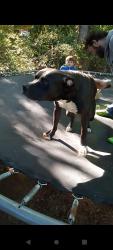 Lost Male Dog last seen Austell, Austell, GA 30106