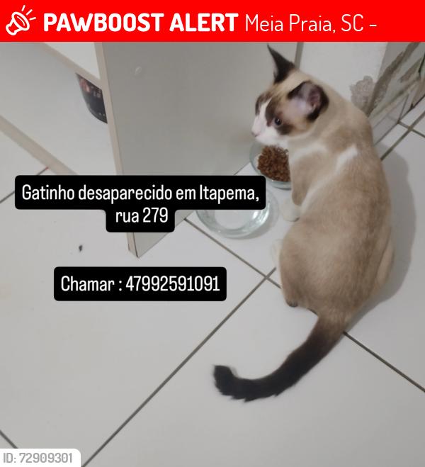 Lost Male Cat last seen Rua 279 meia praia, prédio bastos, casa ao lado da portaria do predio, Meia Praia, SC 88220-000