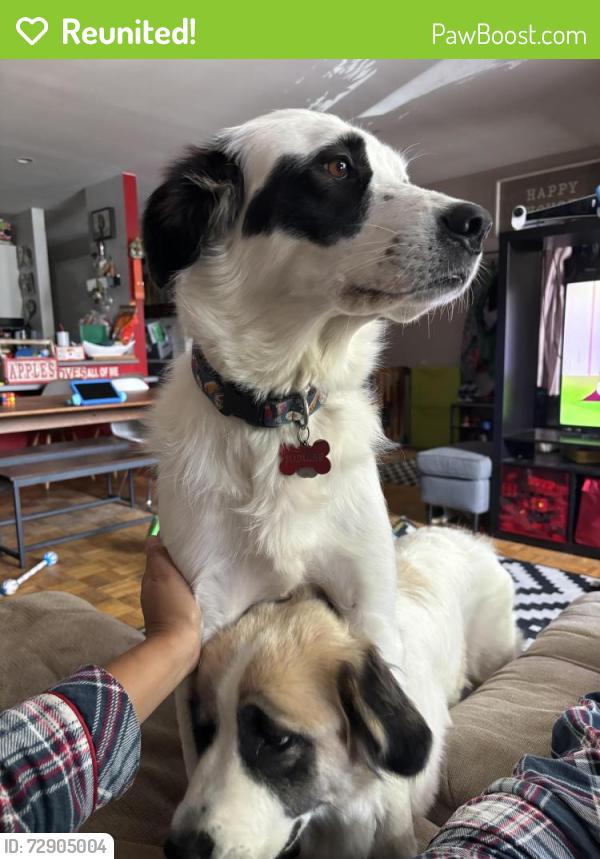 Reunited Female Dog last seen Blvd gouin and blvd pierrefonds, Montréal, QC H9H