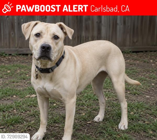 Lost Unknown Dog last seen Motel 6, Carlsbad, CA 92011