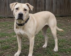 Lost Unknown Dog last seen Motel 6, Carlsbad, CA 92011