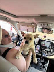Found/Stray Male Dog last seen Highway 313, Algodones, NM 87001